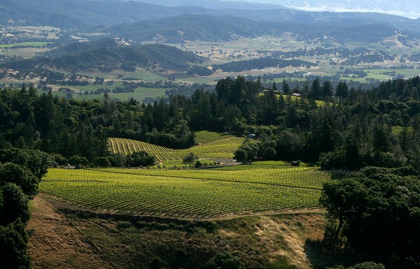 Rattlesnake Vineyard landscape view